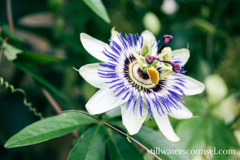 A close-up of a passion flower with white petals, purple and blue filaments, and a green center. The intricate flower is surrounded by green leaves and tendrils.