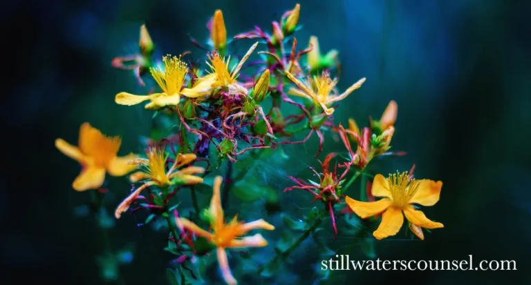 A cluster of vibrant yellow flowers with thin, reddish stems against a dark green and blue blurred background. The flowers are in various stages of bloom, creating a contrast with their bold color. The text stillwaterscounsel.com is visible in the corner.